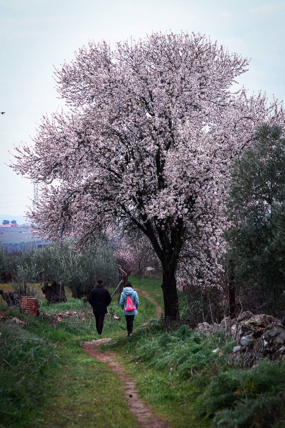 Fotos: Almendro Real (II)