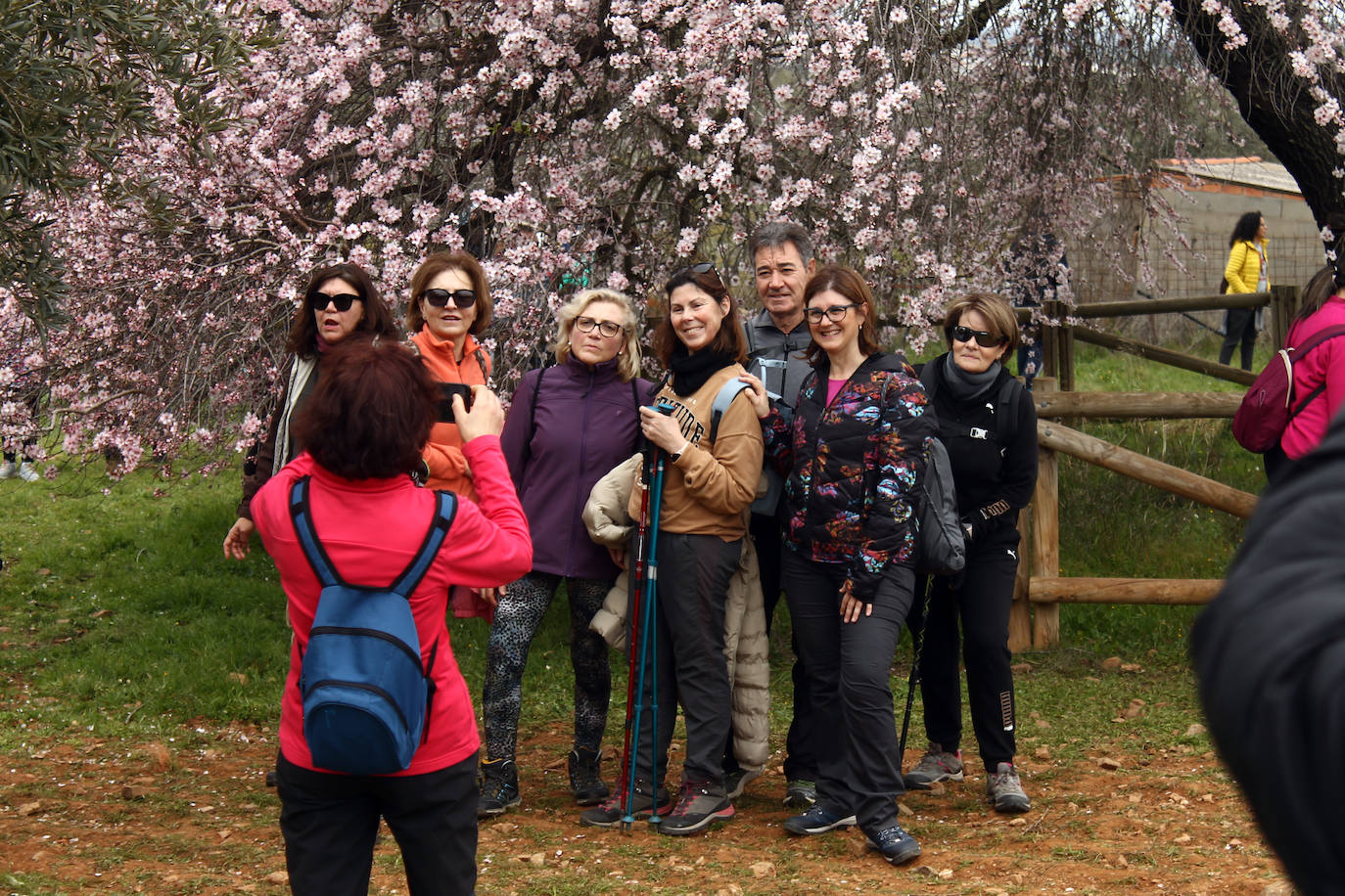 Fotos: Almendro Real (II)