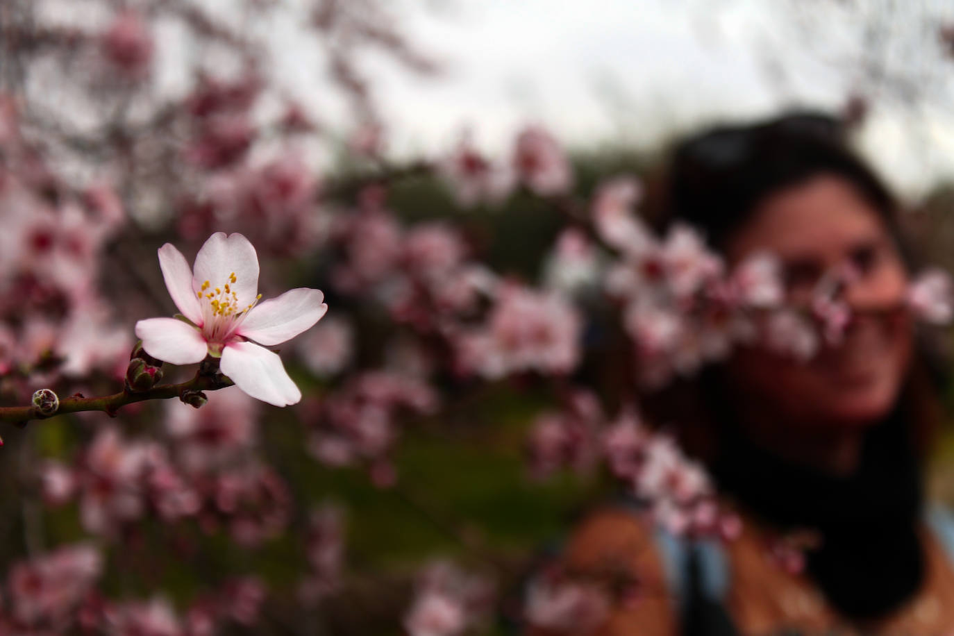 Fotos: Almendro Real (II)