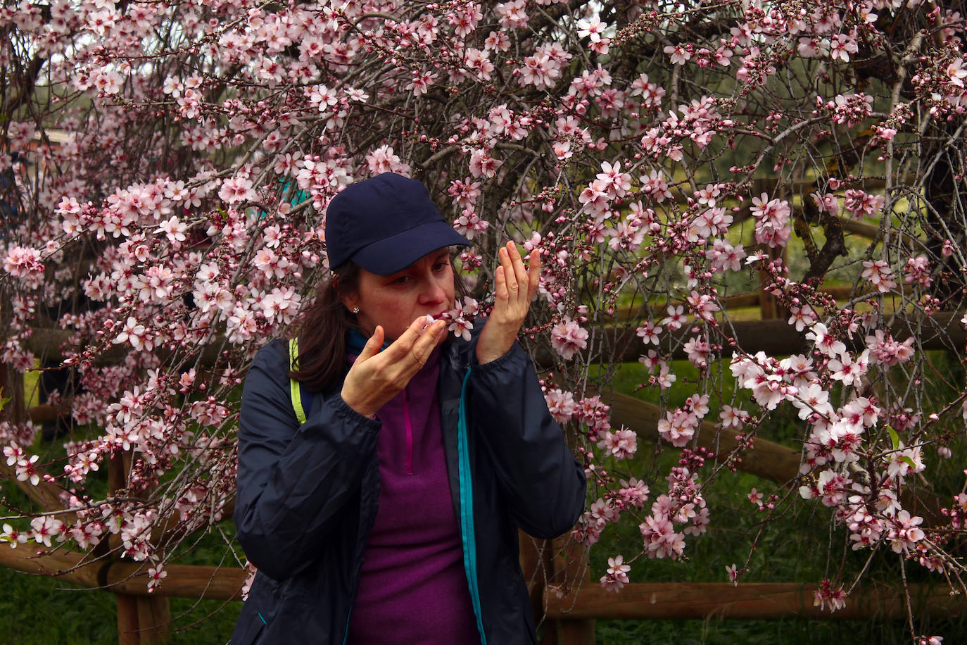 Fotos: Almendro Real (II)