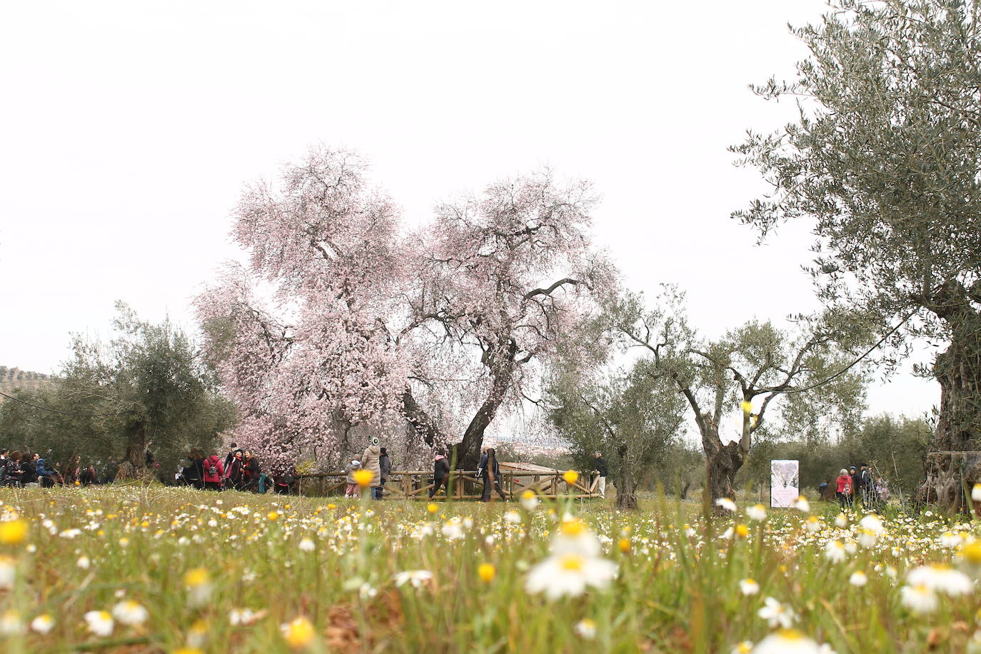 Fotos: Almendro Real (II)