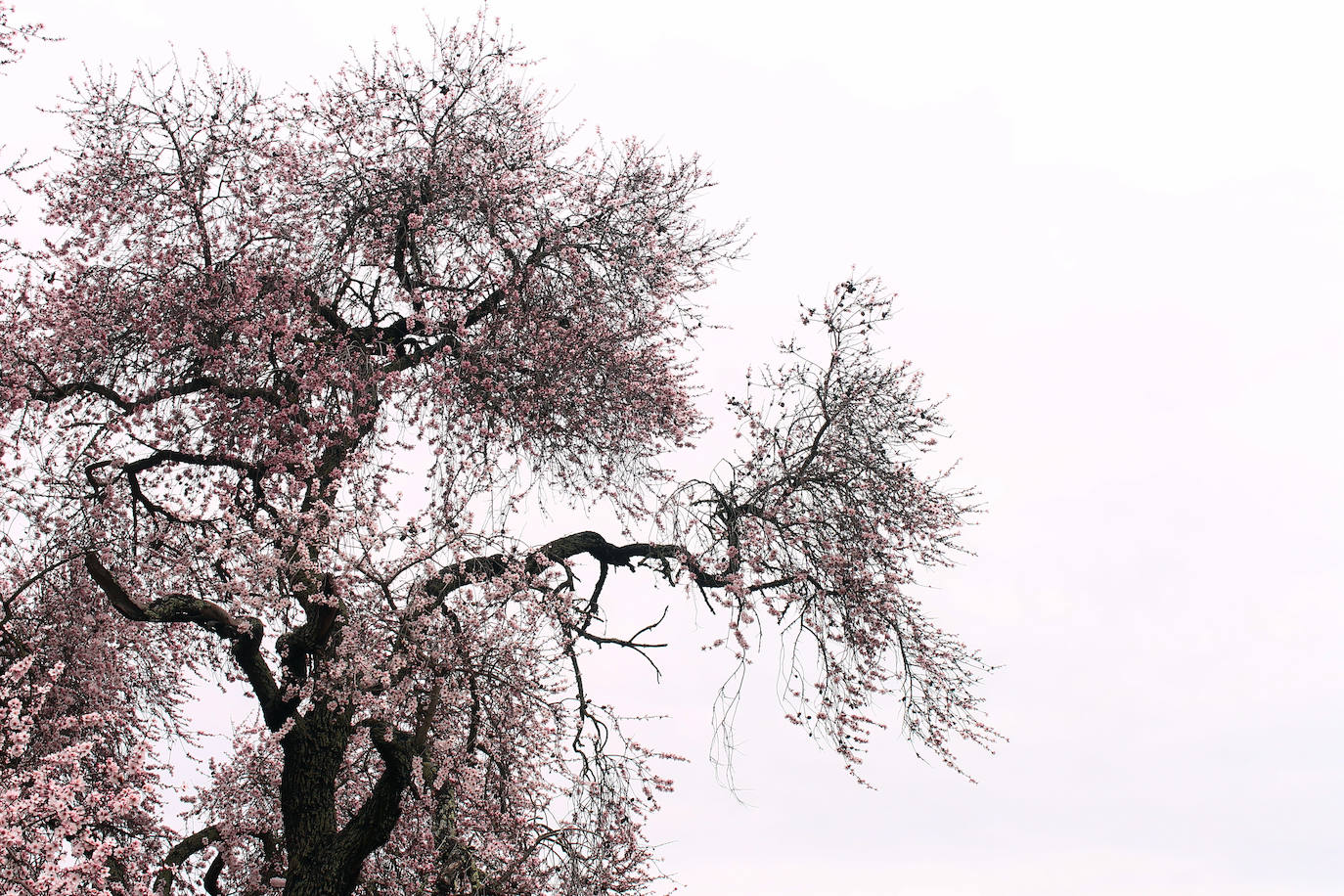 Fotos: Almendro Real (II)