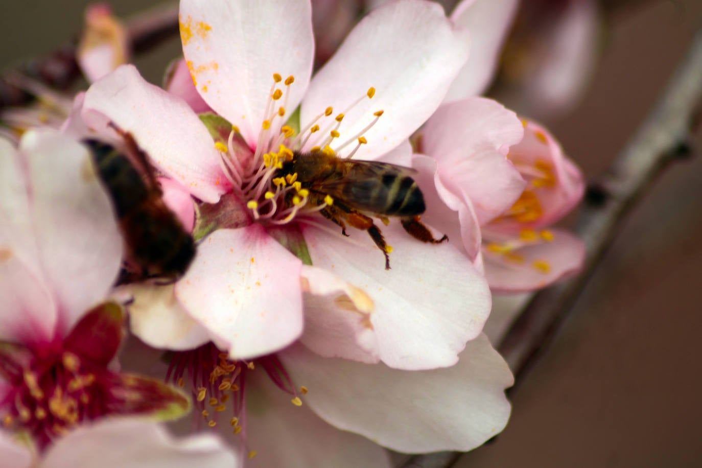 Fotos: Almendro Real (II)