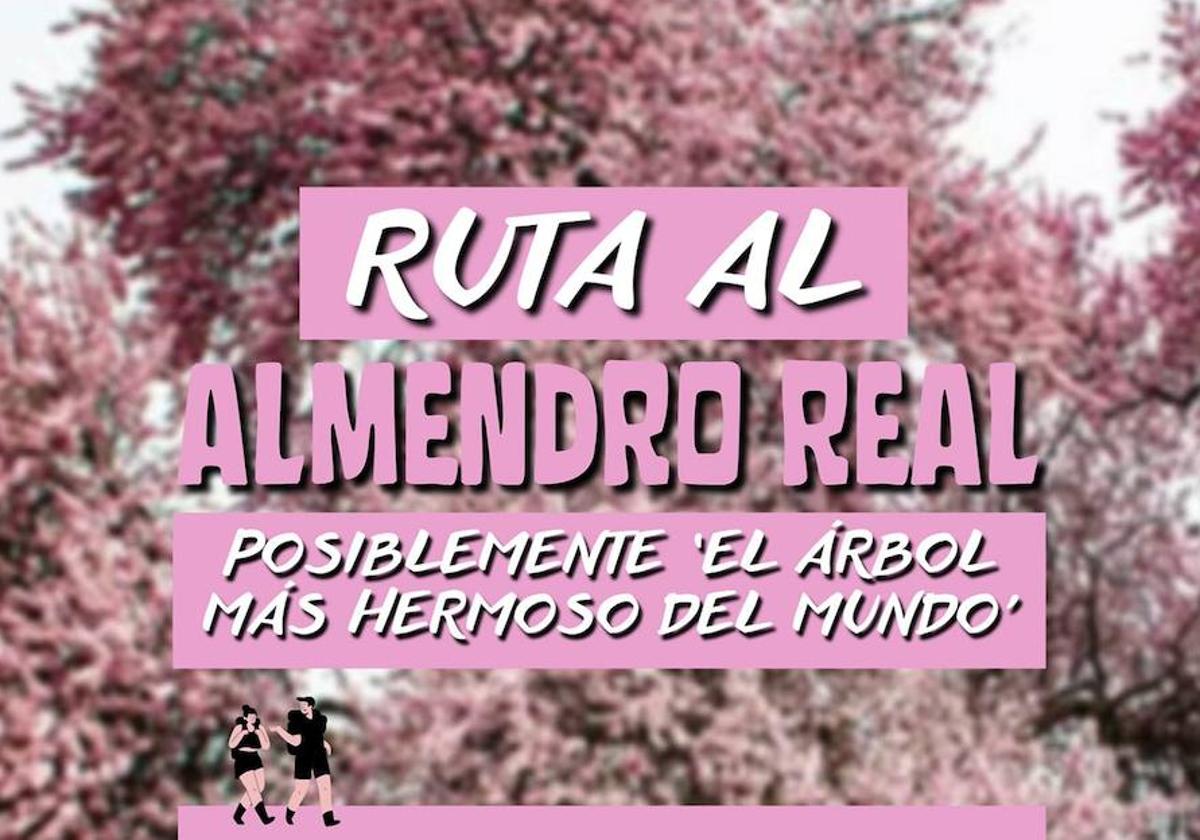 Organizada una nueva ruta para ver el Almendro Real