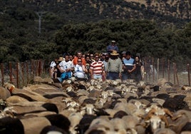 Recorrido Trashumante de este año