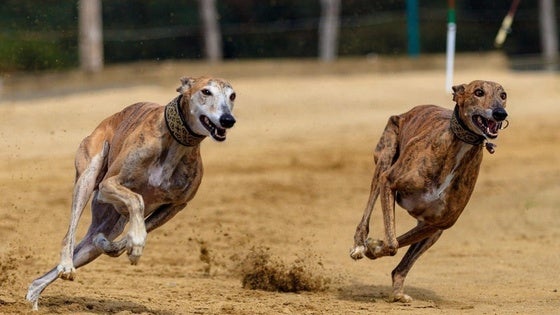 Este domingo hay una carrera de galgos con liebre simulada