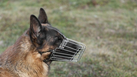 Habrá un mayor control para que los perros no estén sueltos y lleven bozal