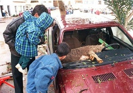 Varios curiosos observan un vehículo y una oveja arrastrados por el agua hasta la plaza Antonio Asensio