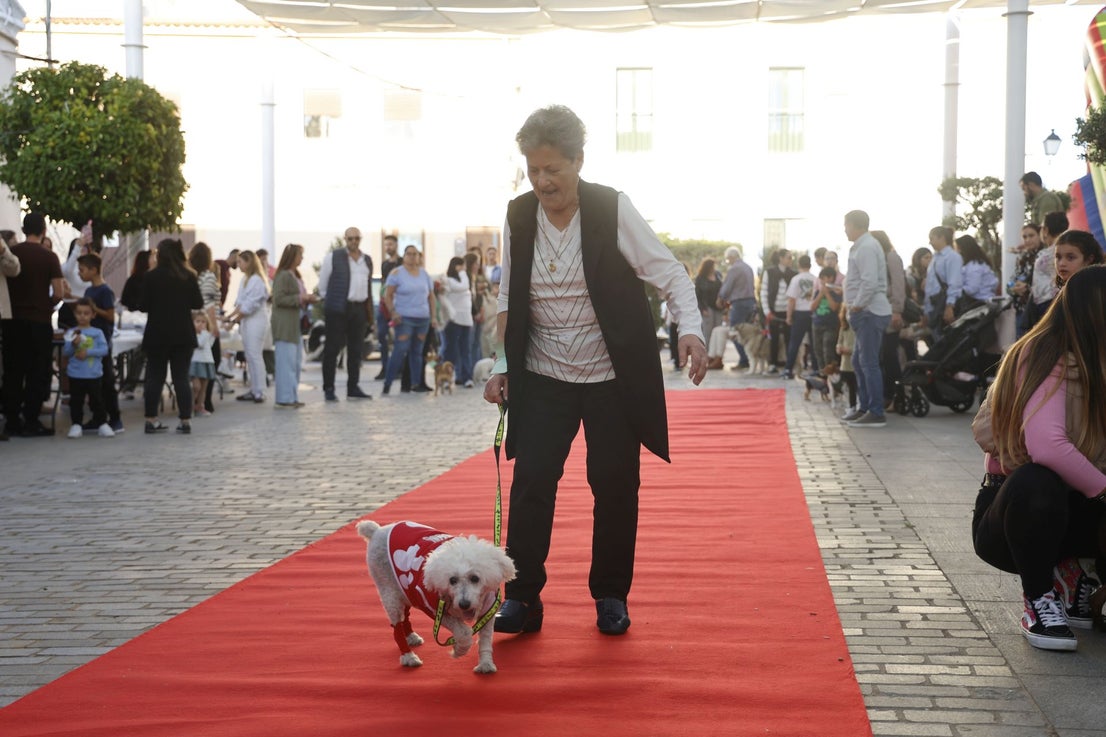 V Desfile Canino (I)