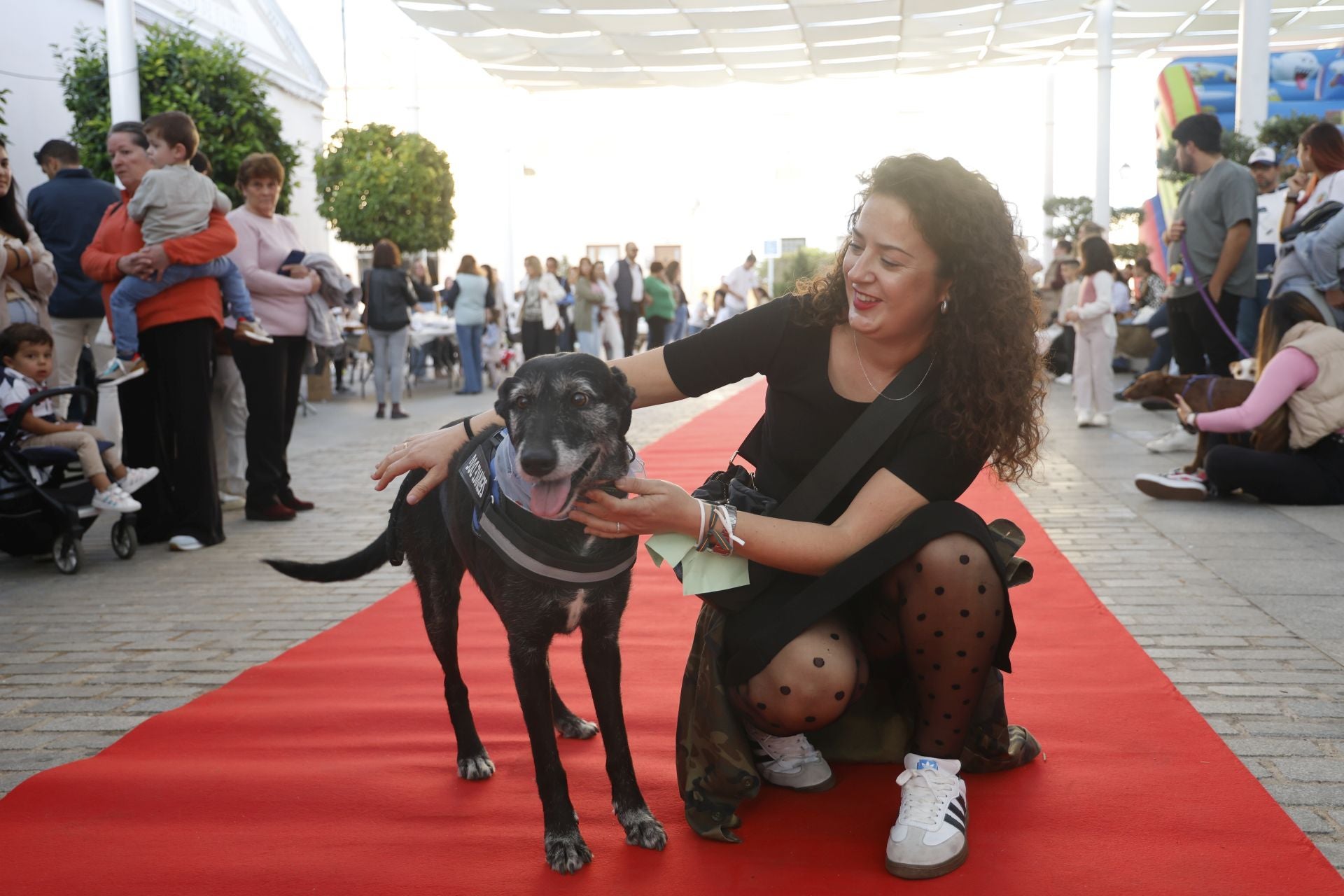 V Desfile Canino (I)
