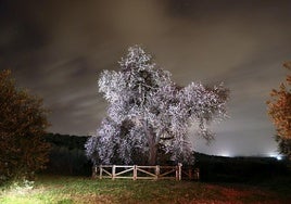 El Almendro Real bajo la luz de las estrellas