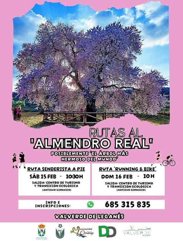 Organizadas las primeras visitas al Almendro Real