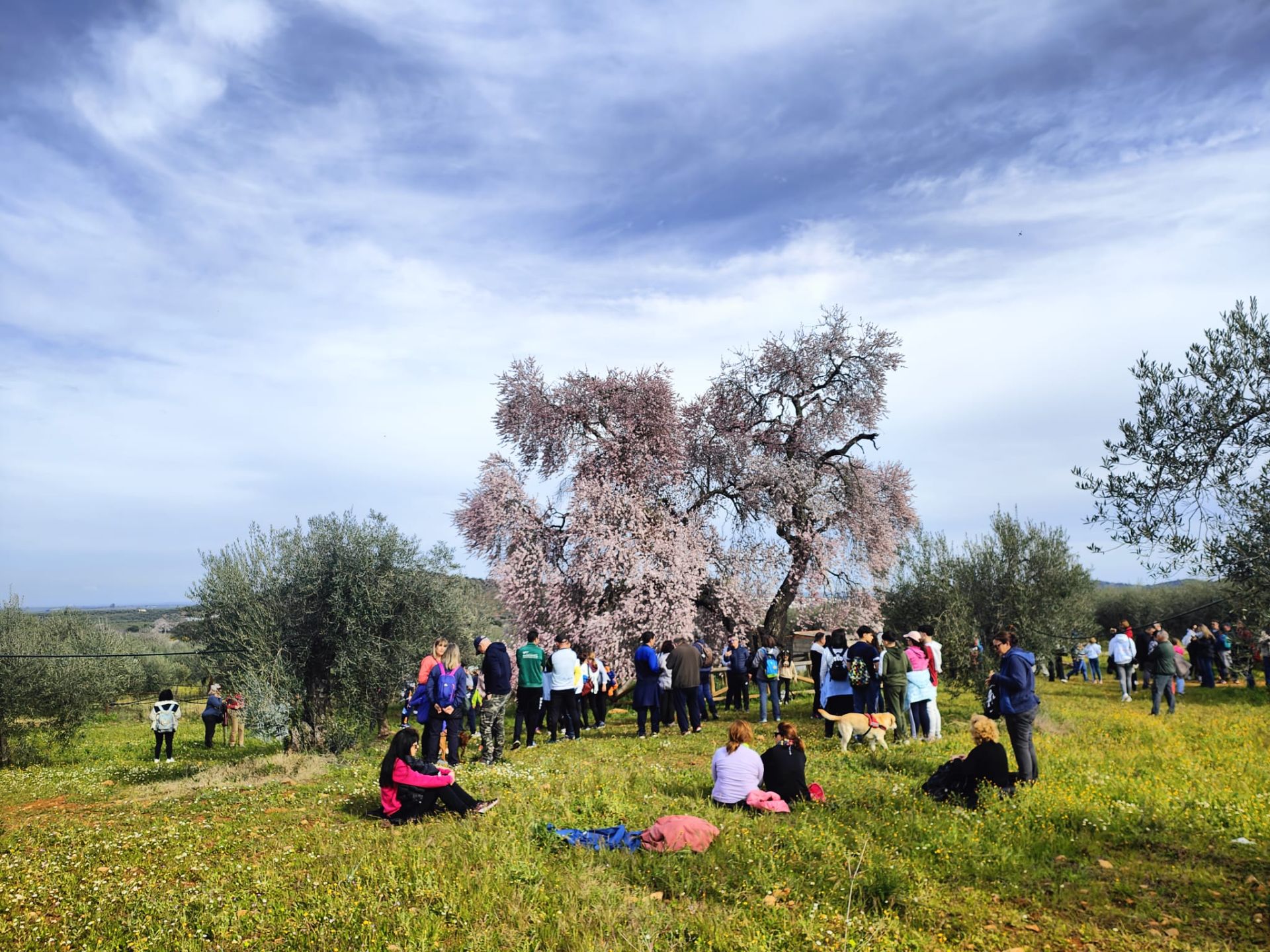 Ruta al Almendro Real