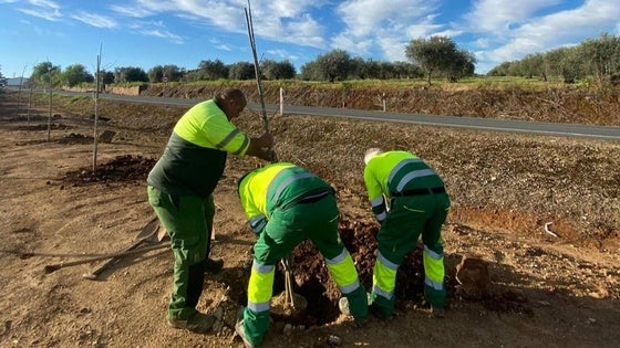 El Centro Especial de Empleo retoma su campaña de plantación