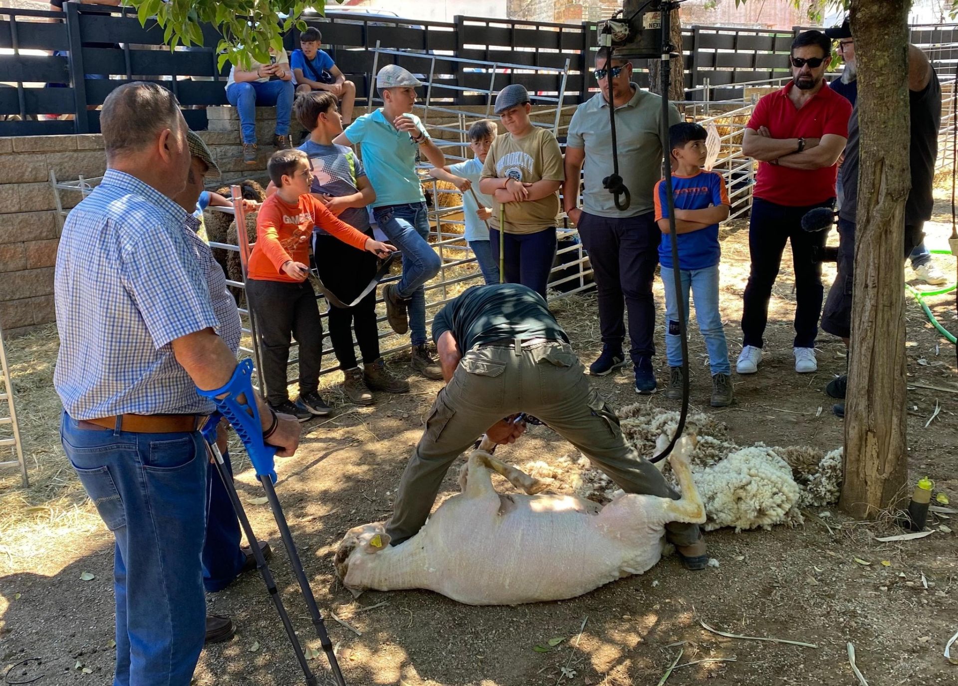 &#039;Vive la Trashumancia&#039; y &#039;Feria del Queso Artesano&#039; (IV)