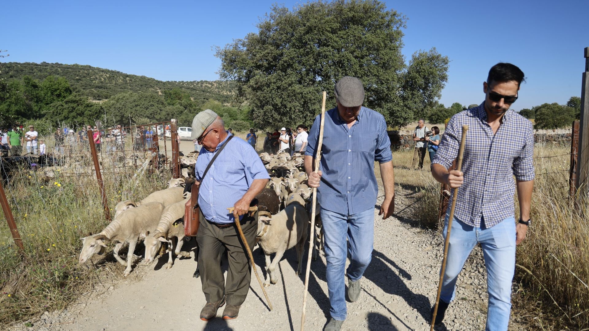 &#039;Vive la Trashumancia&#039; y &#039;Feria del Queso Artesano&#039; (IV)