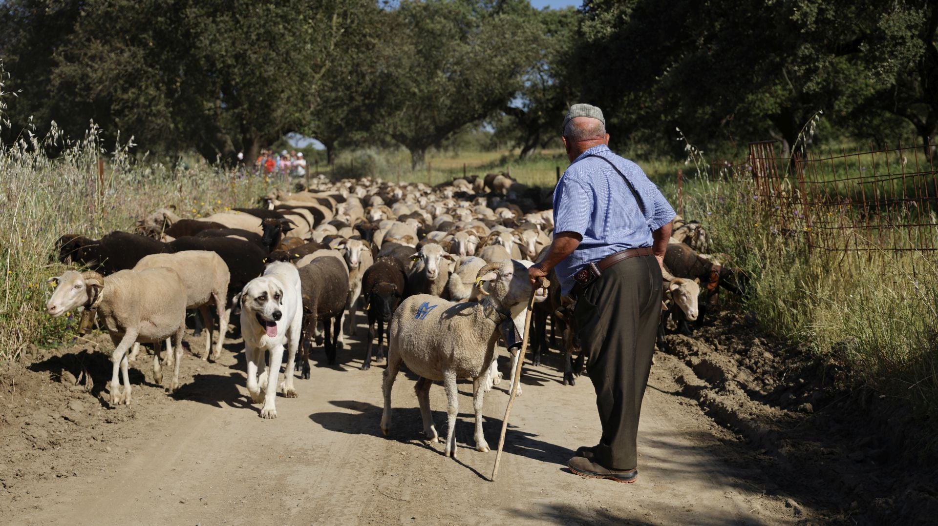 'Vive la Trashumancia' y 'Feria del Queso Artesano' (IV)