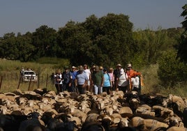 'Vive la Trashumancia' y 'Feria del Queso Artesano' (IV)