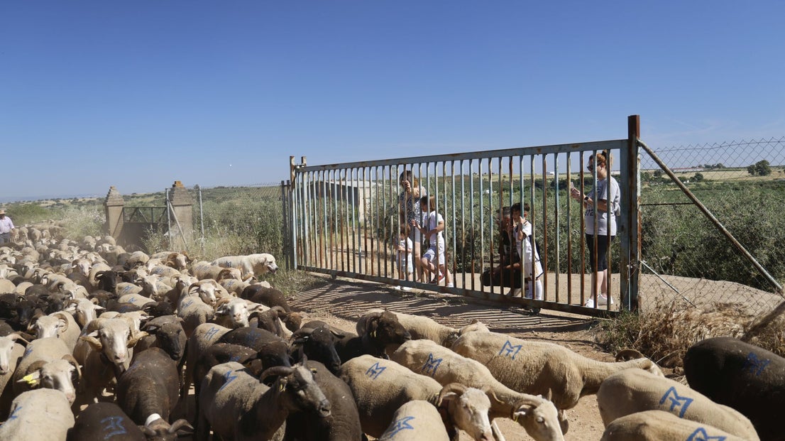 'Vive la Trashumancia' y 'Feria del Queso Artesano' (IV)