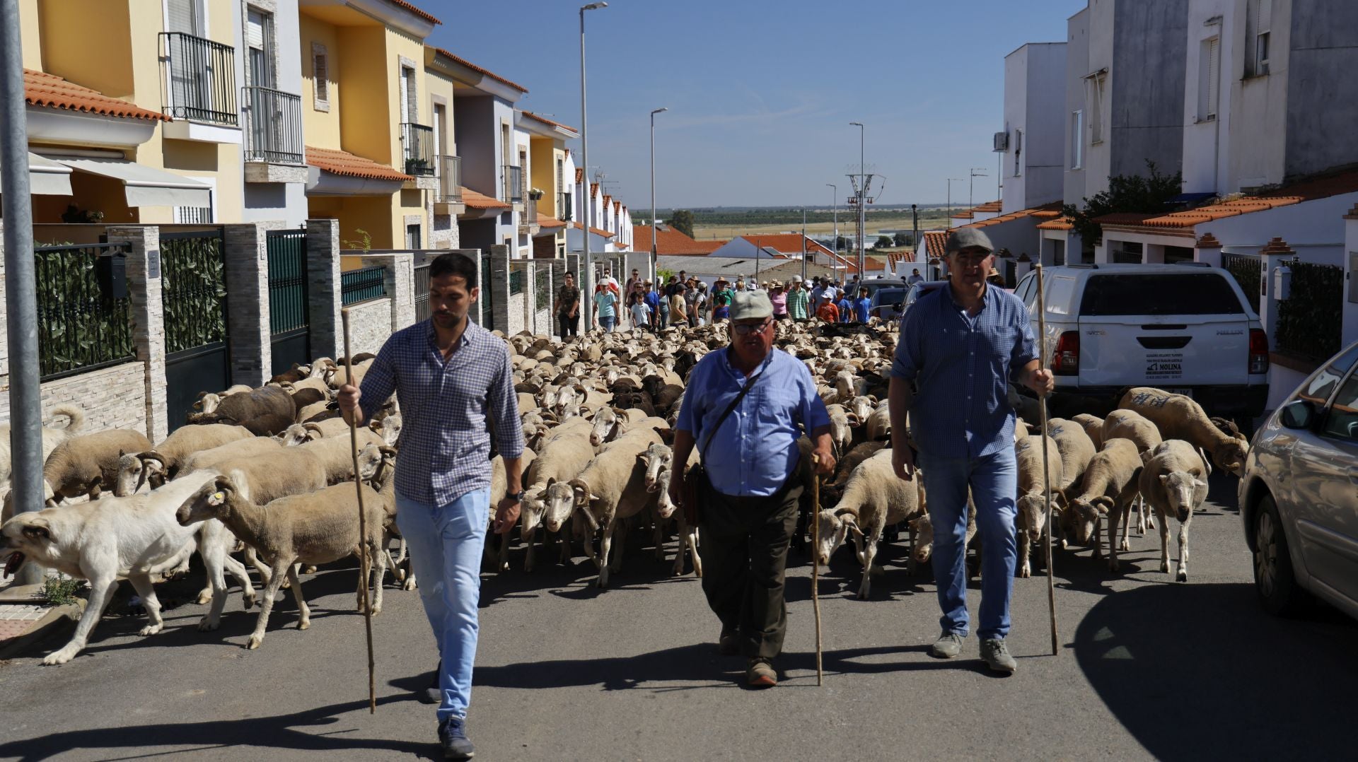 &#039;Vive la Trashumancia&#039; y &#039;Feria del Queso Artesano&#039; (IV)