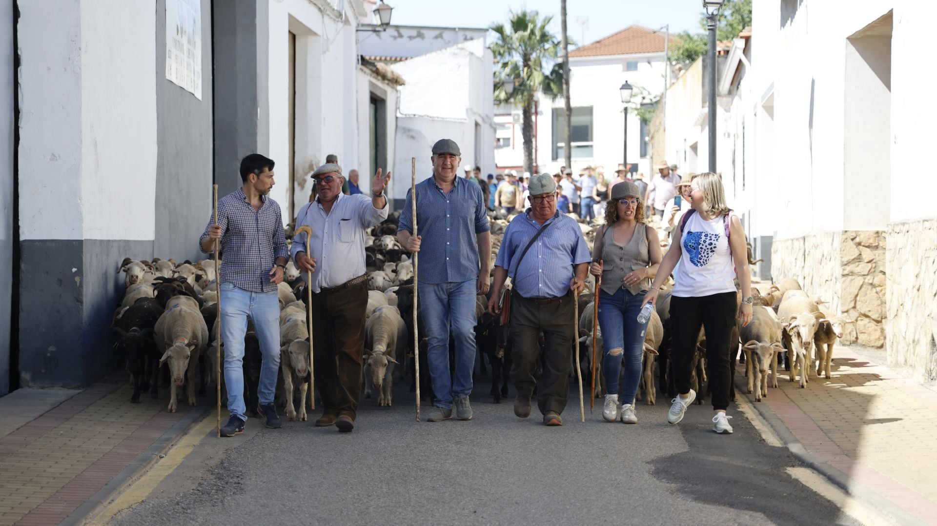 &#039;Vive la Trashumancia&#039; y &#039;Feria del Queso Artesano&#039; (IV)