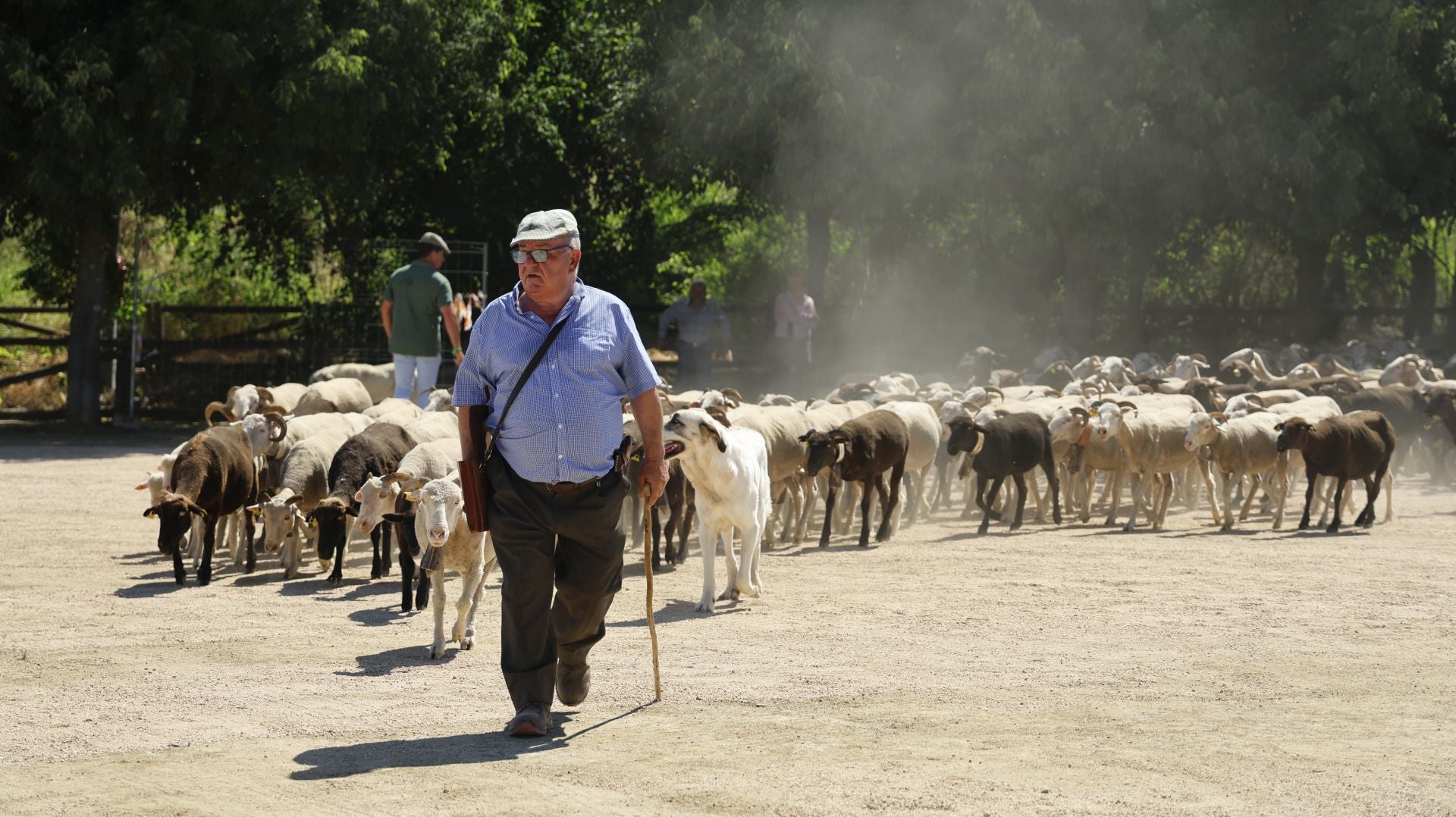 &#039;Vive la Trashumancia&#039; y &#039;Feria del Queso Artesano&#039; (IV)