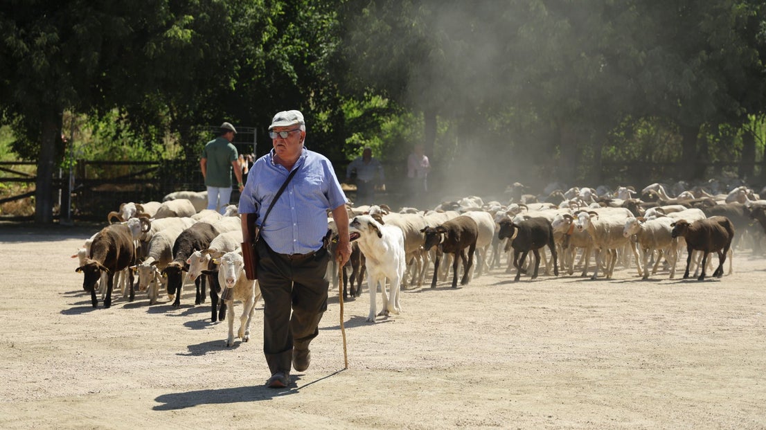 'Vive la Trashumancia' y 'Feria del Queso Artesano' (IV)