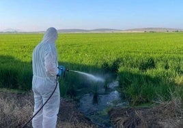 Fumigación en las Vegas Altas, una de las zonas más afectadas por el virus del Nilo cada año