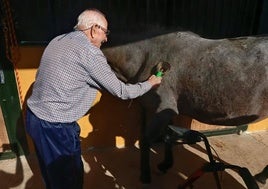 Acariciando a un caballo