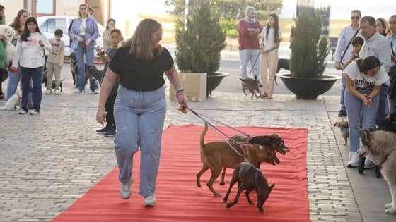 Este domingo se celebra la sexta edición del Desfile Canino de Amaval