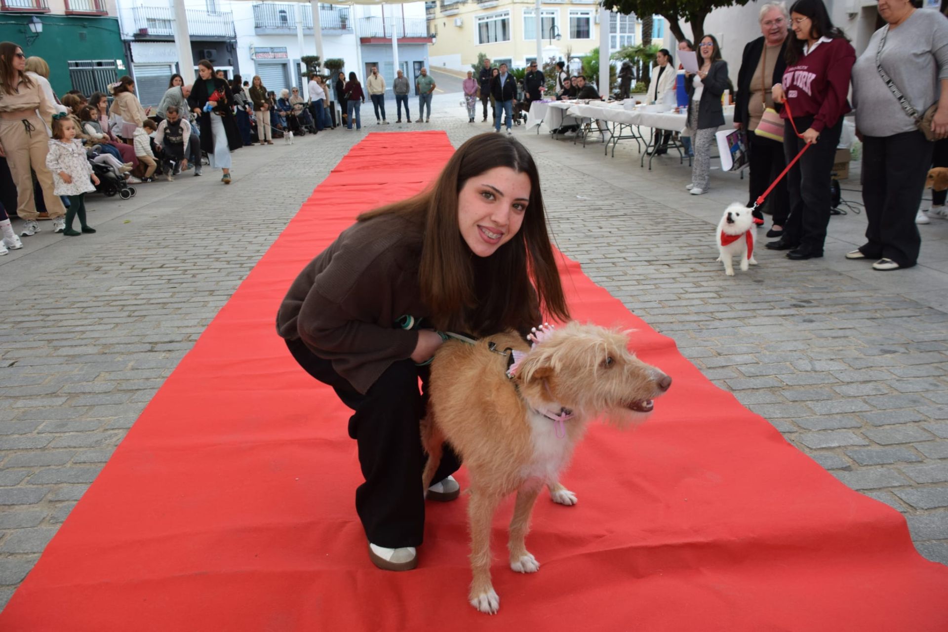 VI Desfile Canino Amaval