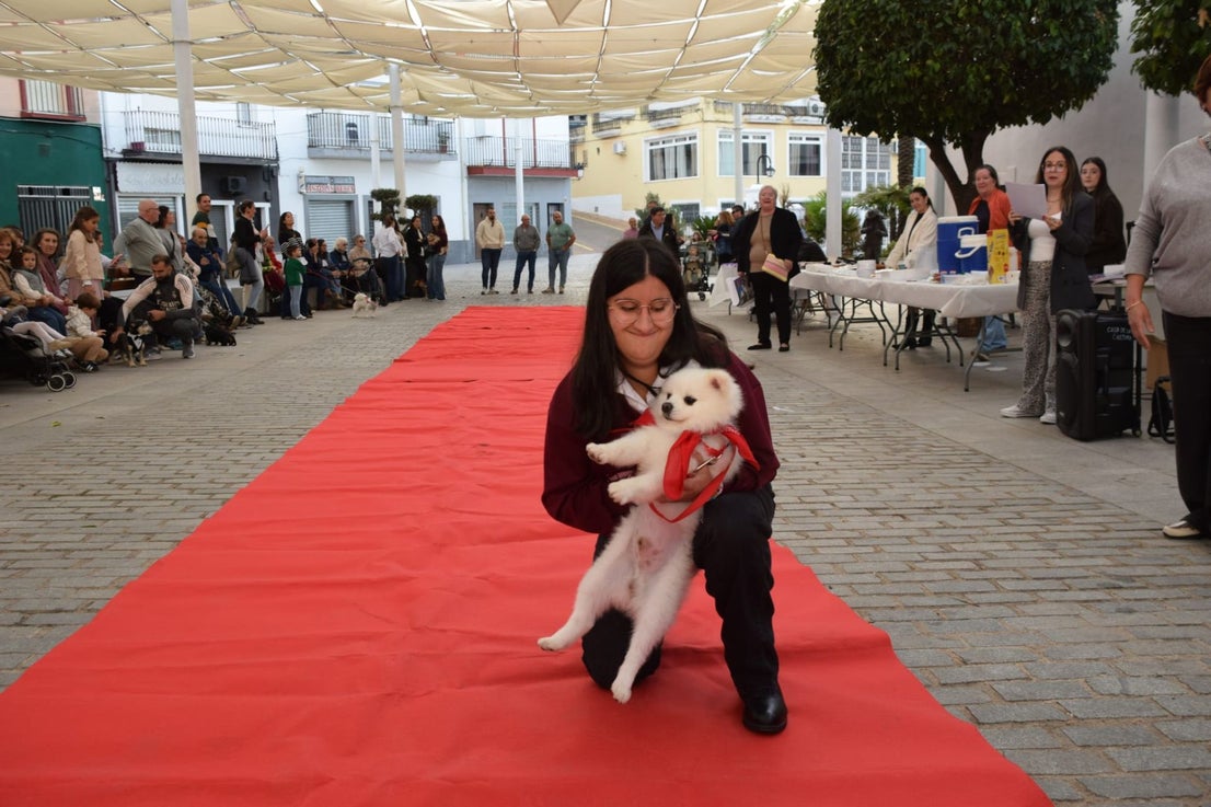 VI Desfile Canino Amaval