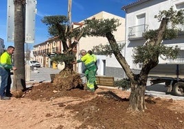 Durante la plantación de los olivos