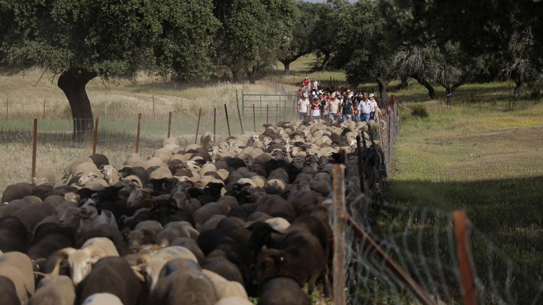 Recorrido Trashumante