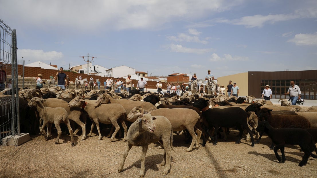 Recorrido Trashumante