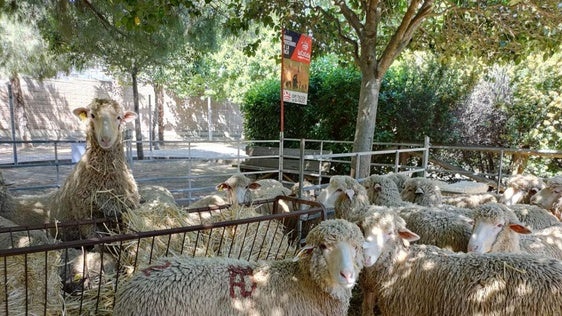 El ganado en Valverde