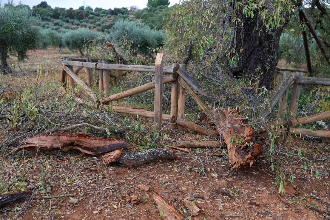 Almendro Real tras el impacto del rayo