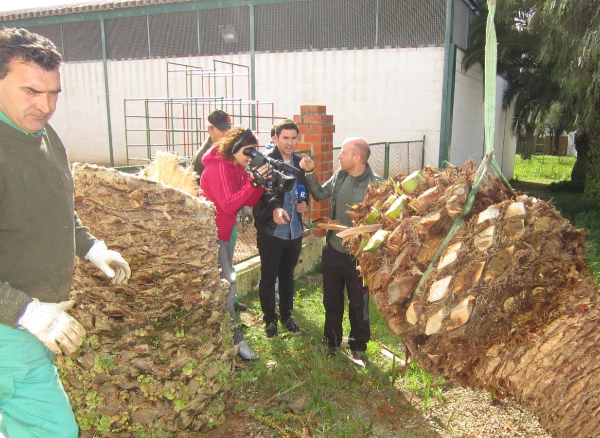 José María Franco muestra varios insectos de la palmera infectada