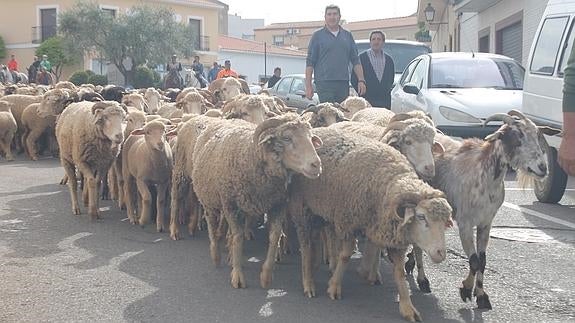 Imagen de la Trashumancia 2015