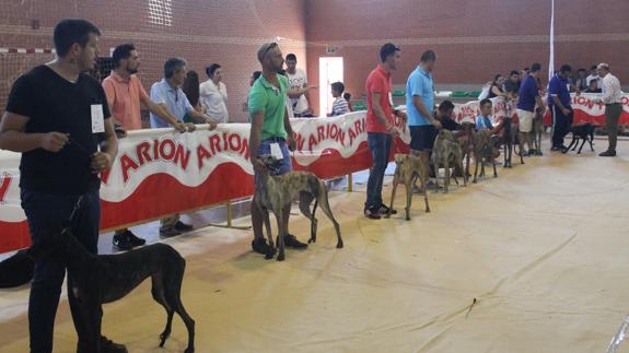 I Concurso Morfológico del Galgo Español