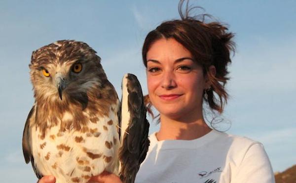 Un ejemplar de águila antes de ser soltado por AMUS. 