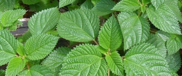 Plantas contra el cáncer. 
