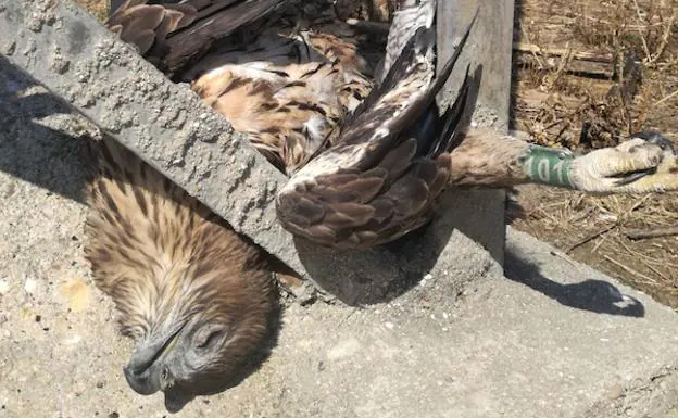 Águila de Bonelli electrocutada. 