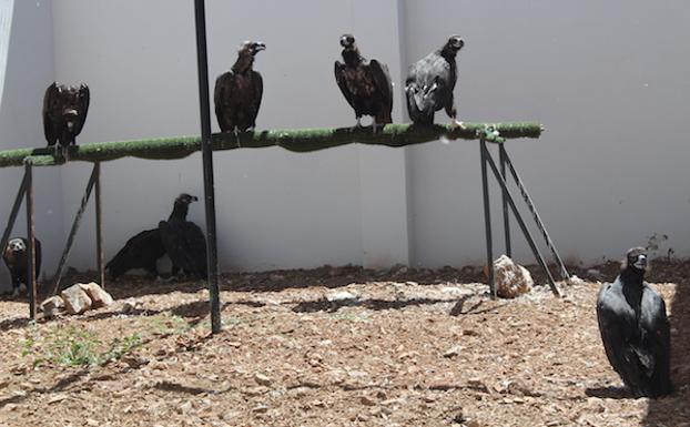 Buitres negros recuperándose en el hospital de AMUS. 