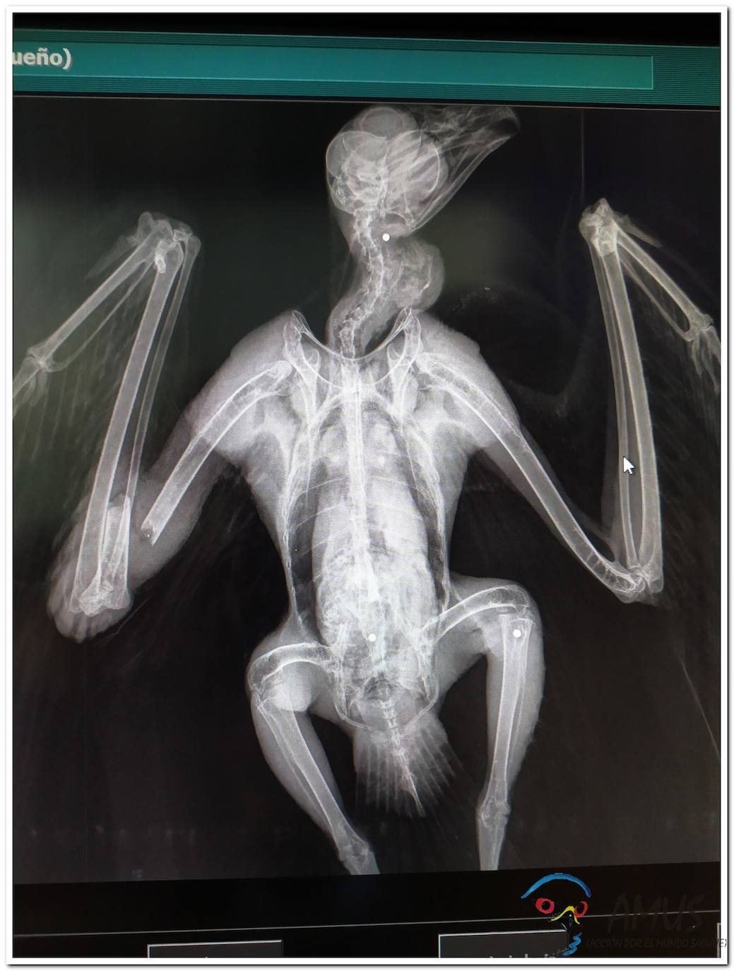 Operacion del Milano real 