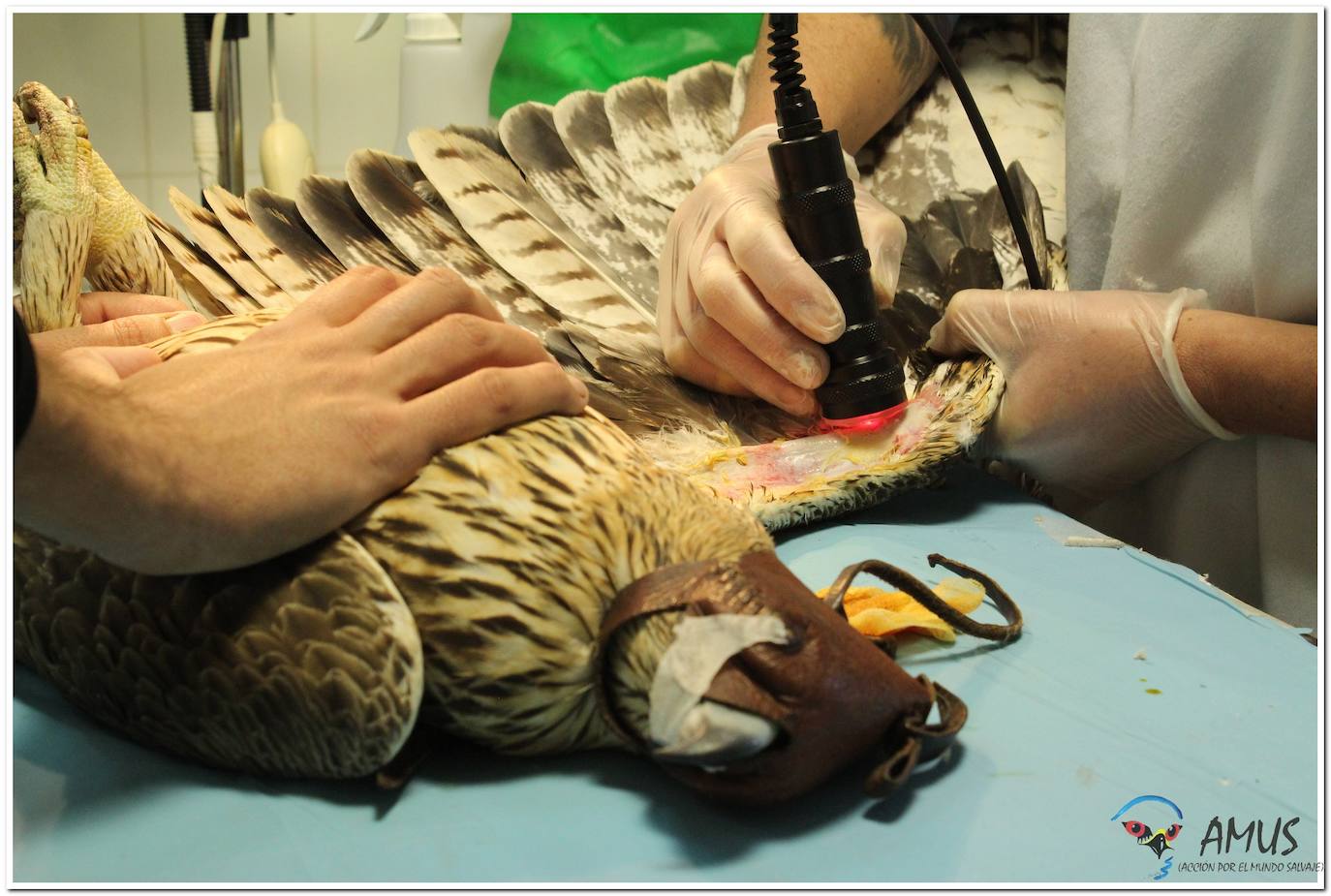 Águila perdicera en una sesión de láser en el hospital de AMUS para revertir los daños causados por una electrocución 
