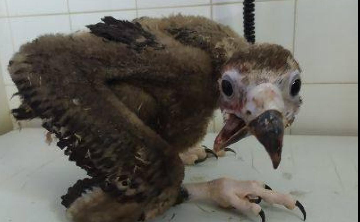 Detalle del pico del pollo de Buitre negro a su ingreso en el hospital de AMUS