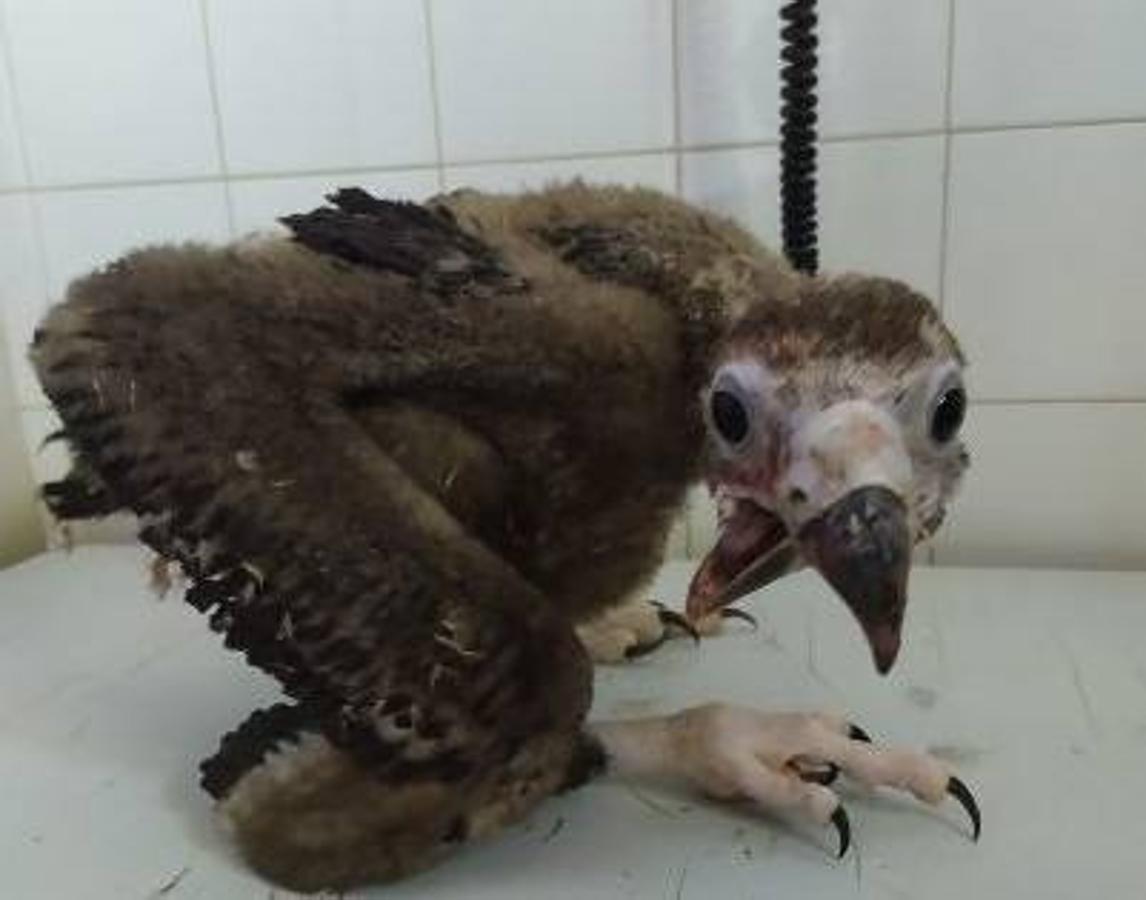 Detalle del pico del pollo de Buitre negro a su ingreso en el hospital de AMUS.