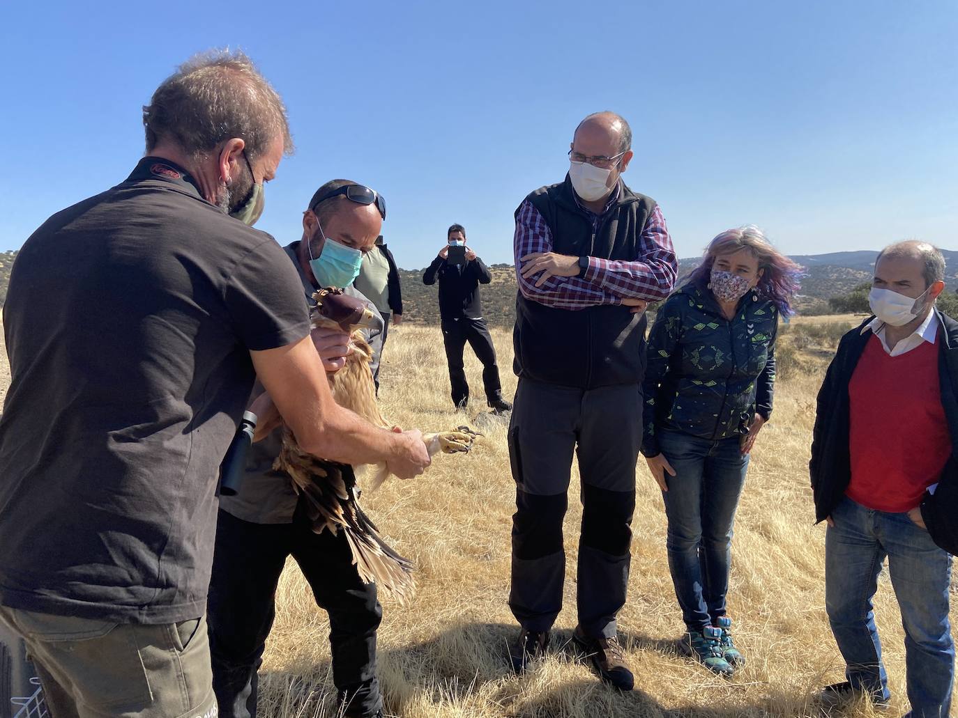 Fotos: AMUS libera a un Águila imperial recuperado tras una electrocución