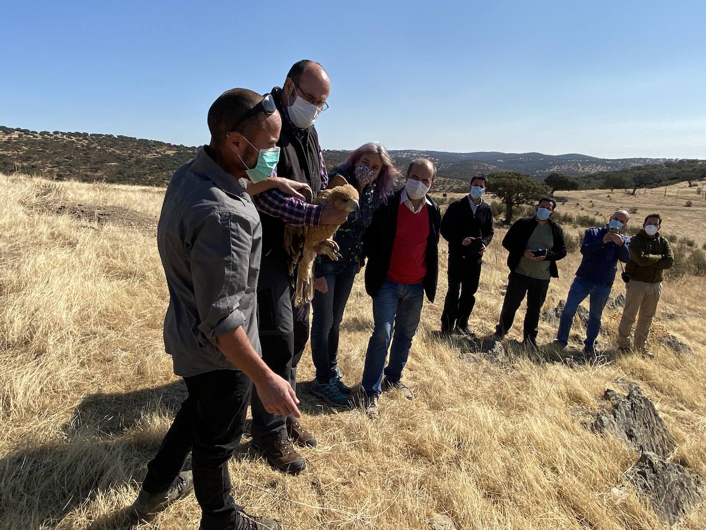 Fotos: AMUS libera a un Águila imperial recuperado tras una electrocución